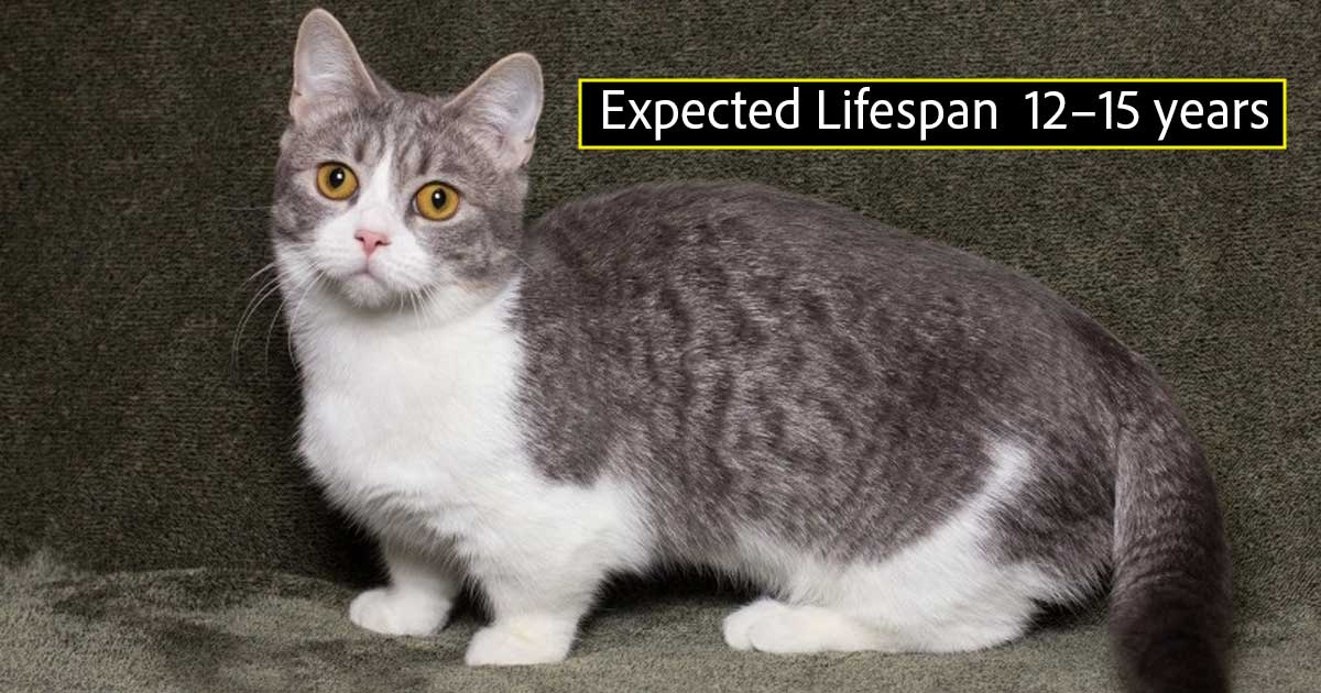 munchkin-cat-lifespan