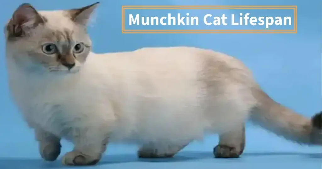 Munchkin cat lifespan