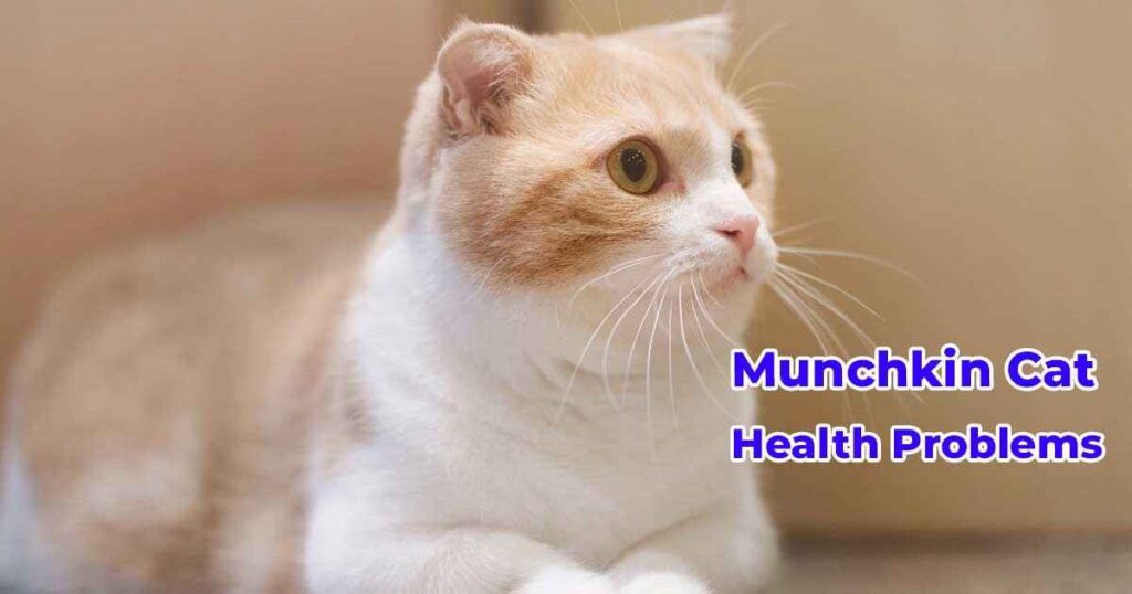 Munchkin Cat Health 