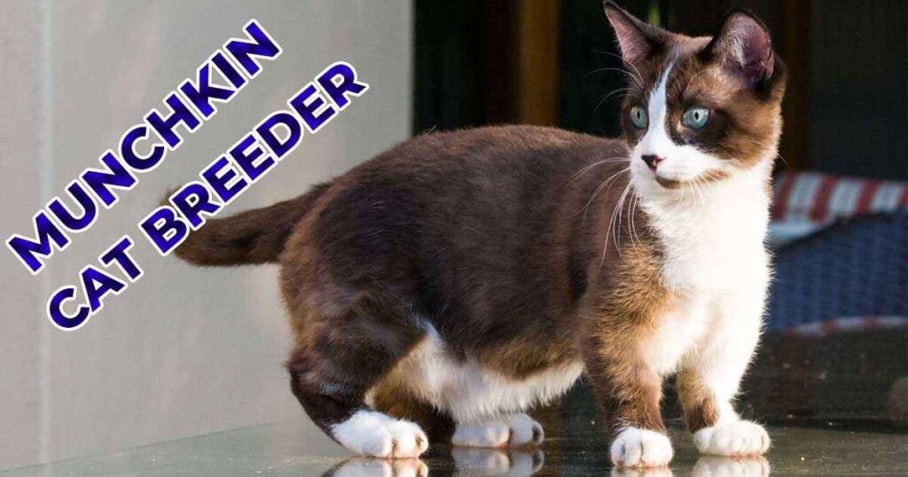 Munchkin cat Breeder