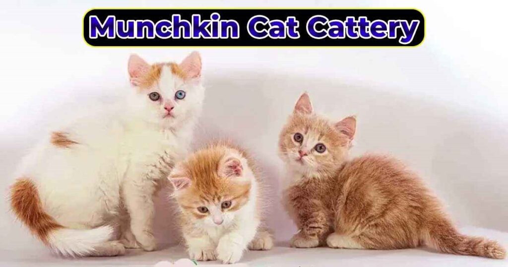 Munchkin cat cattery