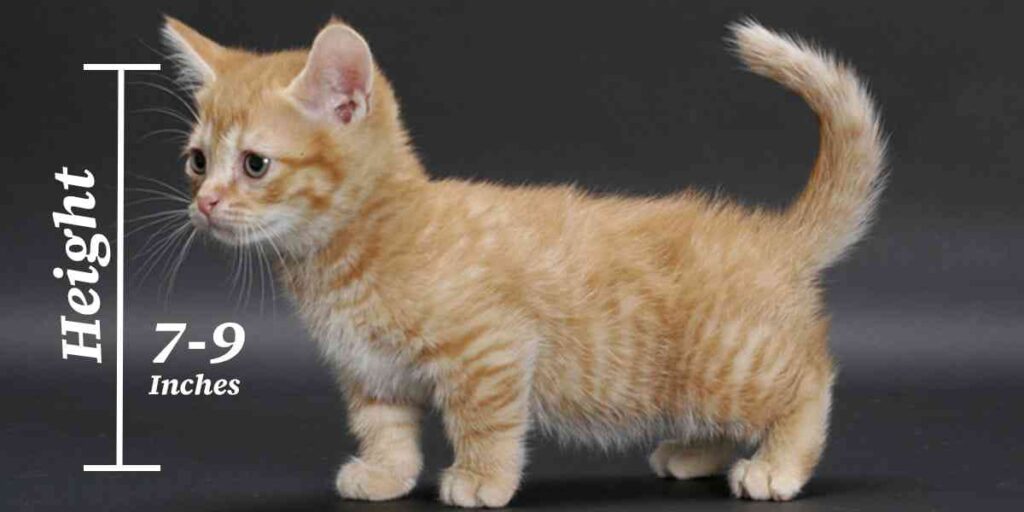 Munchkin cat size