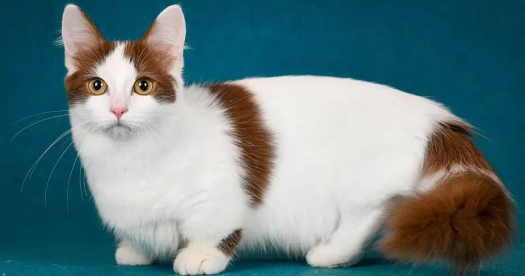 Munchkin Cat