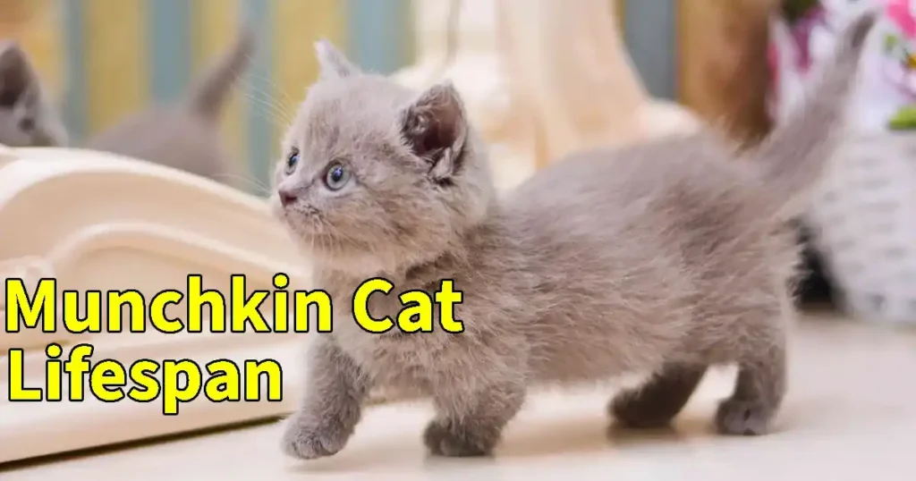 Munchkin cat lifespan