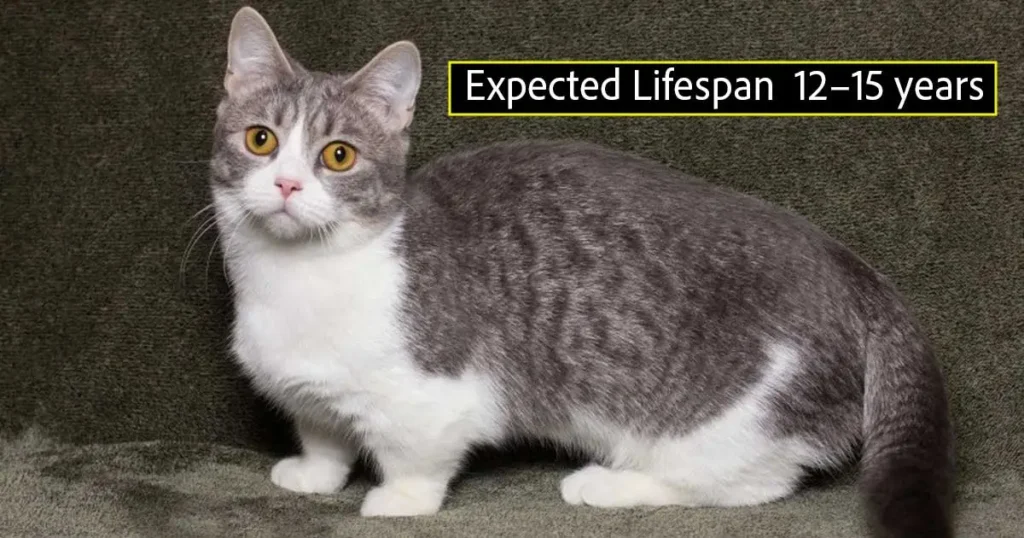 munchkin cat lifespan