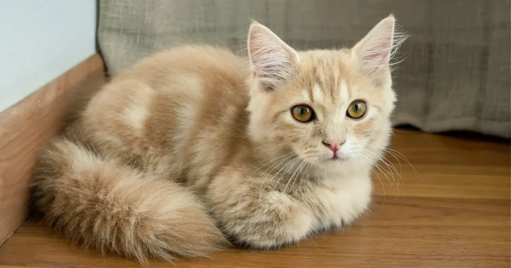 Tabby Munchkin Kitten