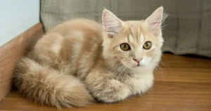 Munchkin Cat Characteristics