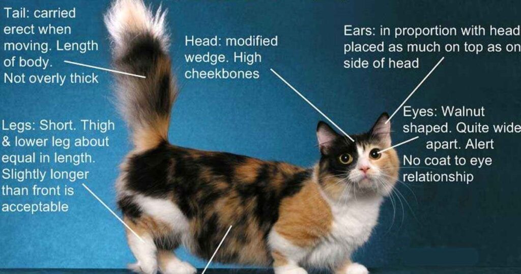 Munchkin cat Personality