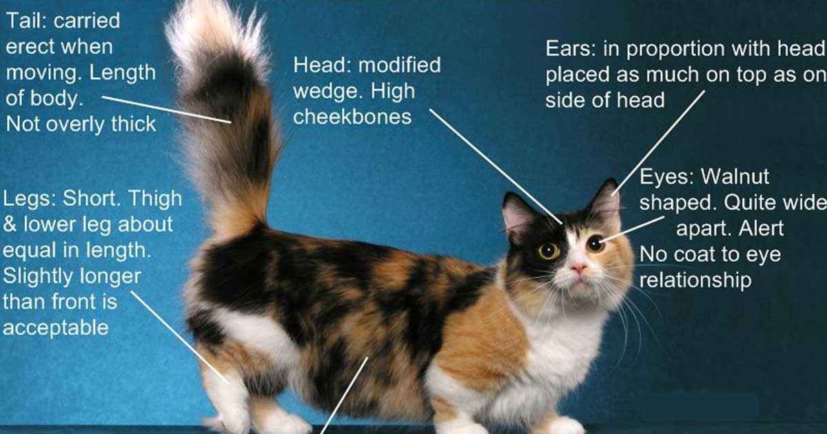 Munchkin Cat Personality Traits That Make Them Adorable