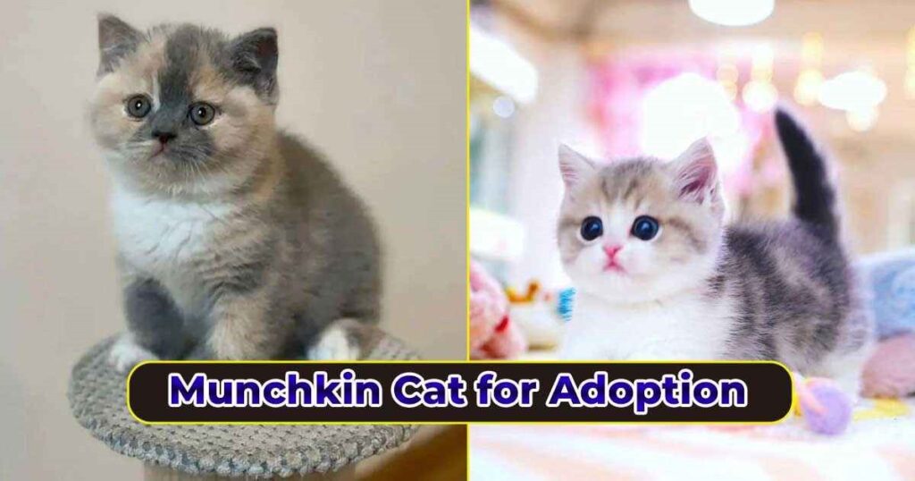 Munchkin cat Adoption