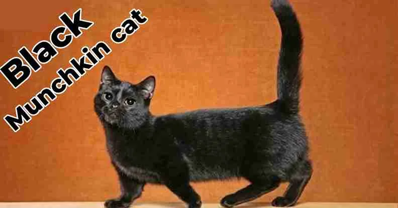 Black Munchkin Cat