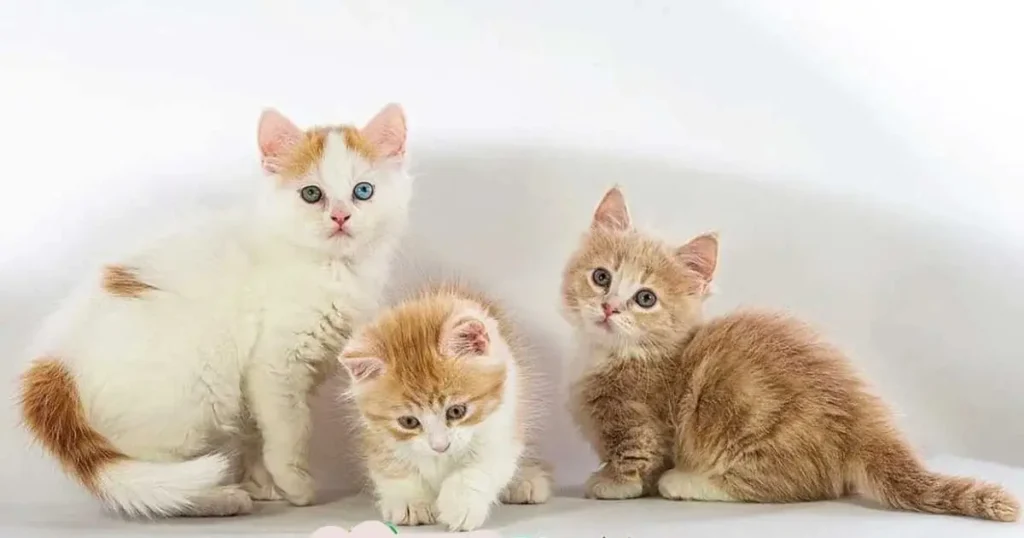 munchkin cat cattery