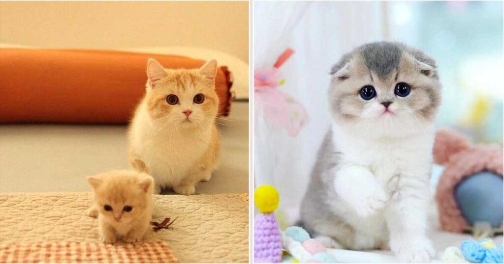 munchkin-cat-fluffy