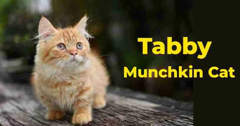 tabby-munchkin-cat