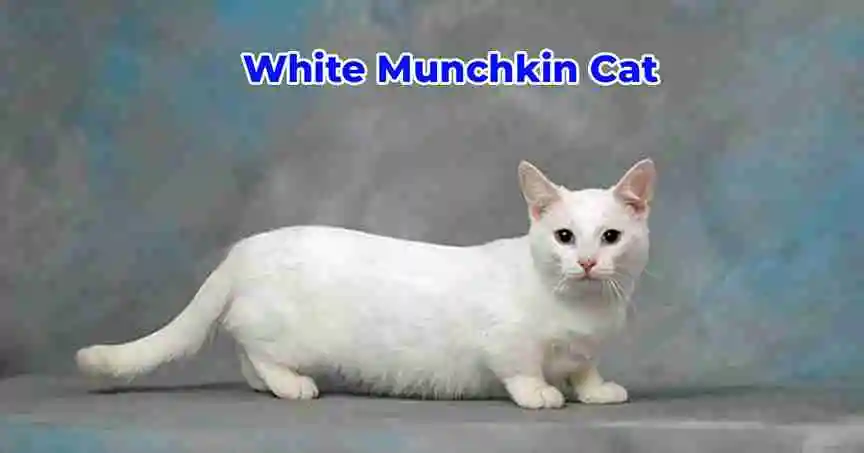 white-munchkin-cat