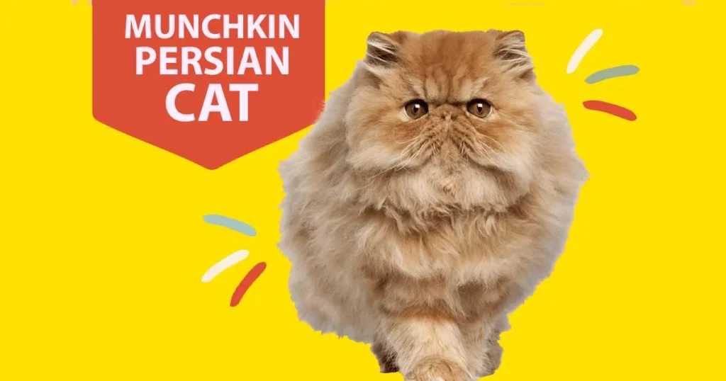 Munchkin Persian Cat Grooming