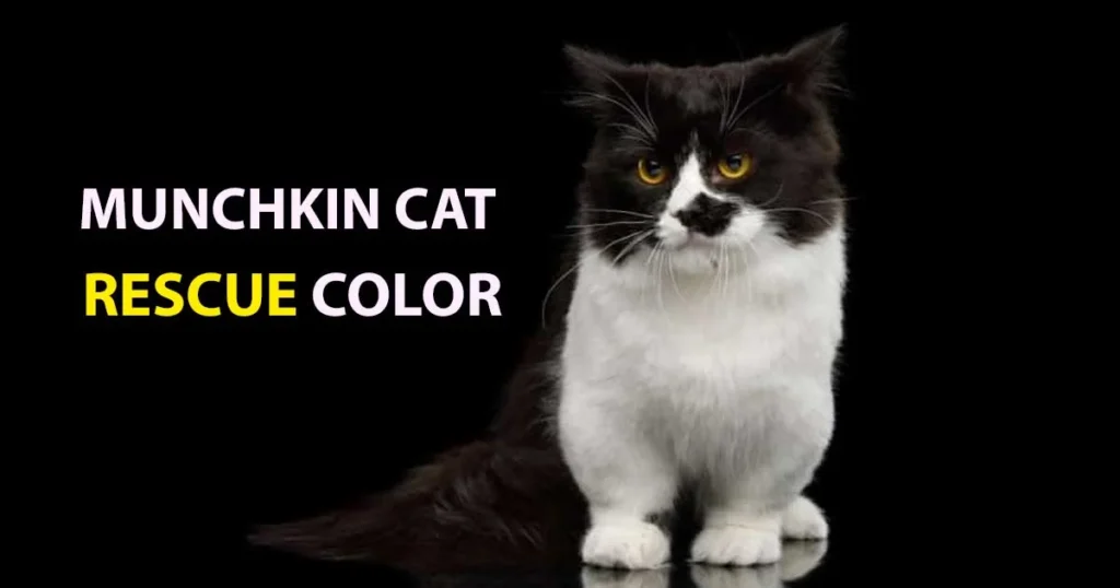 Munchkin Cat Rescue Colors