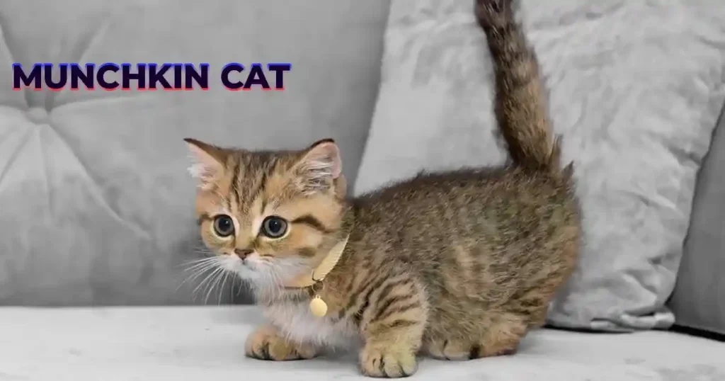 Munchkin cat