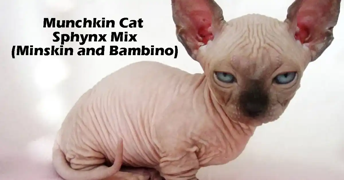 Munchkin Cat Sphynx