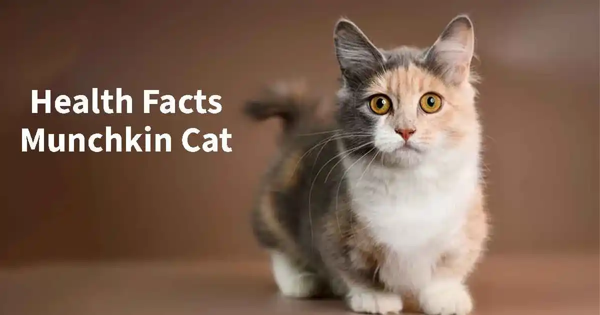 Munchkin cat Health