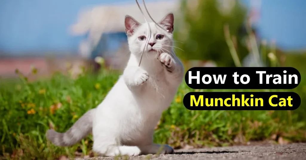 Munchkin Cat Training