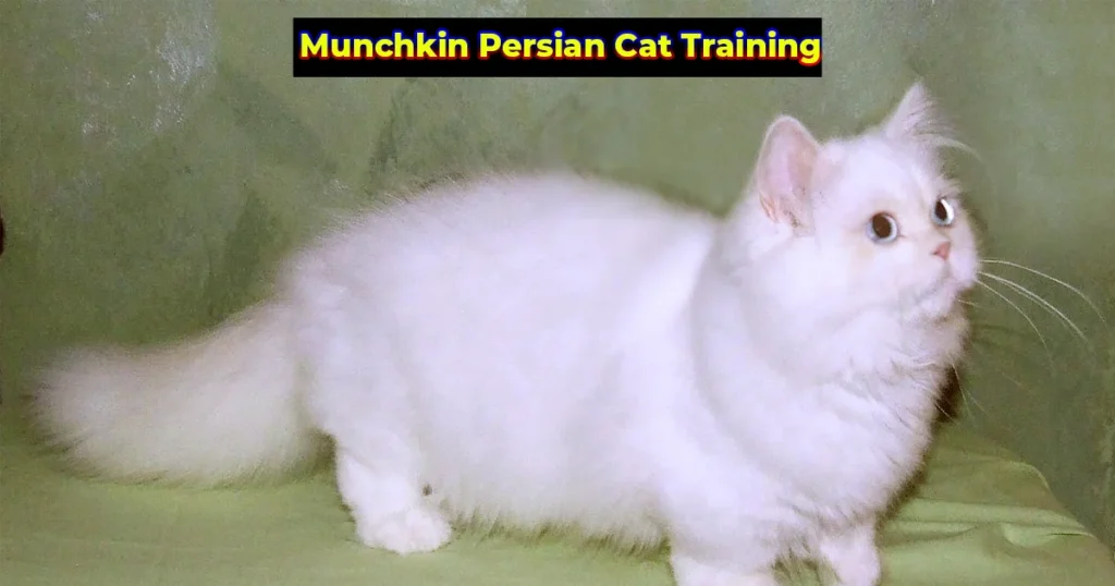 Munchkin Cat Persian Training