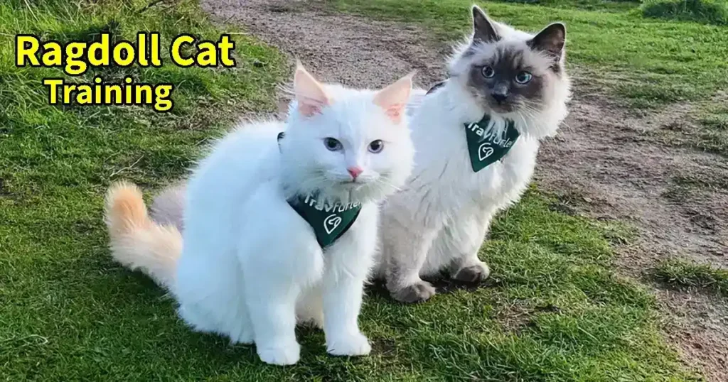 Ragdoll Cat Training