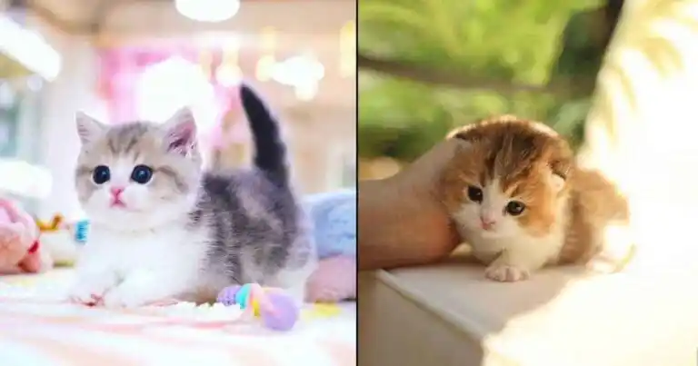 munchkin kitties training