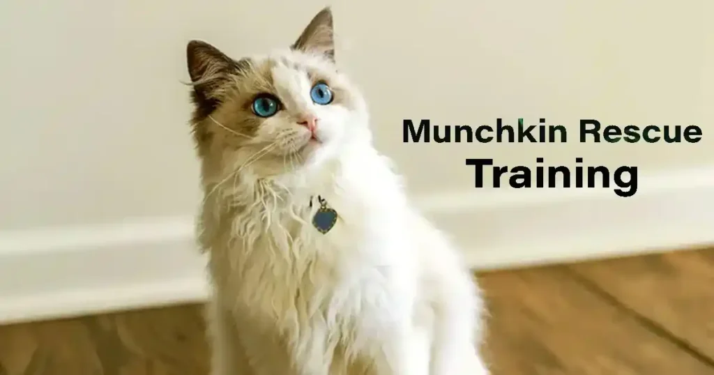 Munchkin rescue training