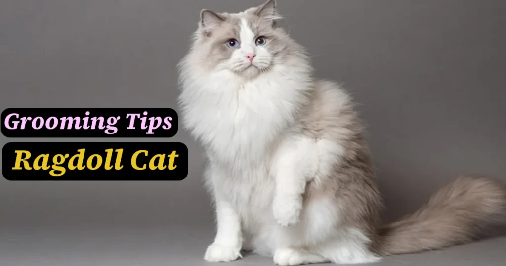 Munchkin Ragdoll Cat Grooming