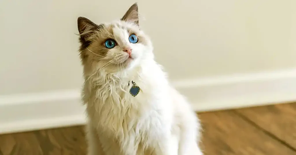 Tabby munchkin cat