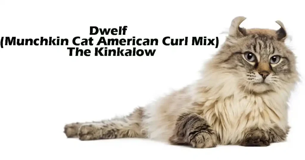 Kinkalow Munchkin x American Curl