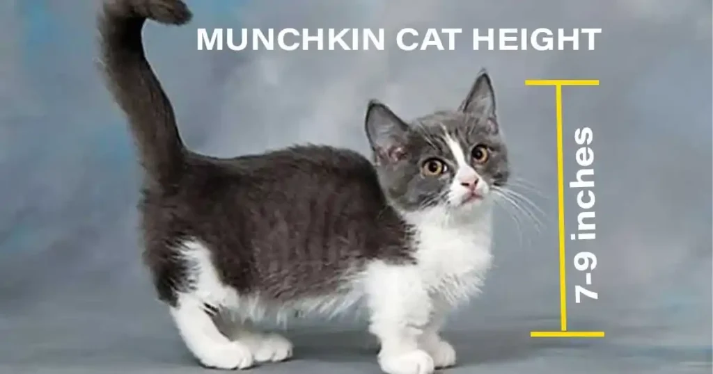 Munchkin Cat Full Growth Chart