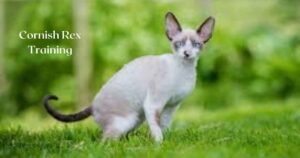 Cornish Rex Training