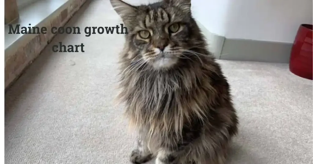 Enchanting Maine Coon Growth Chart Every Stage of Journey