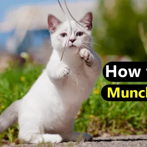 Munchkin Cat Training