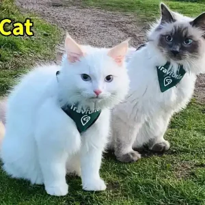 Ragdoll Cat Training