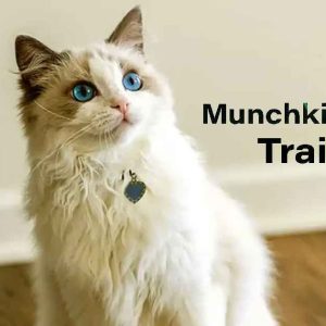 Munchkin rescue training